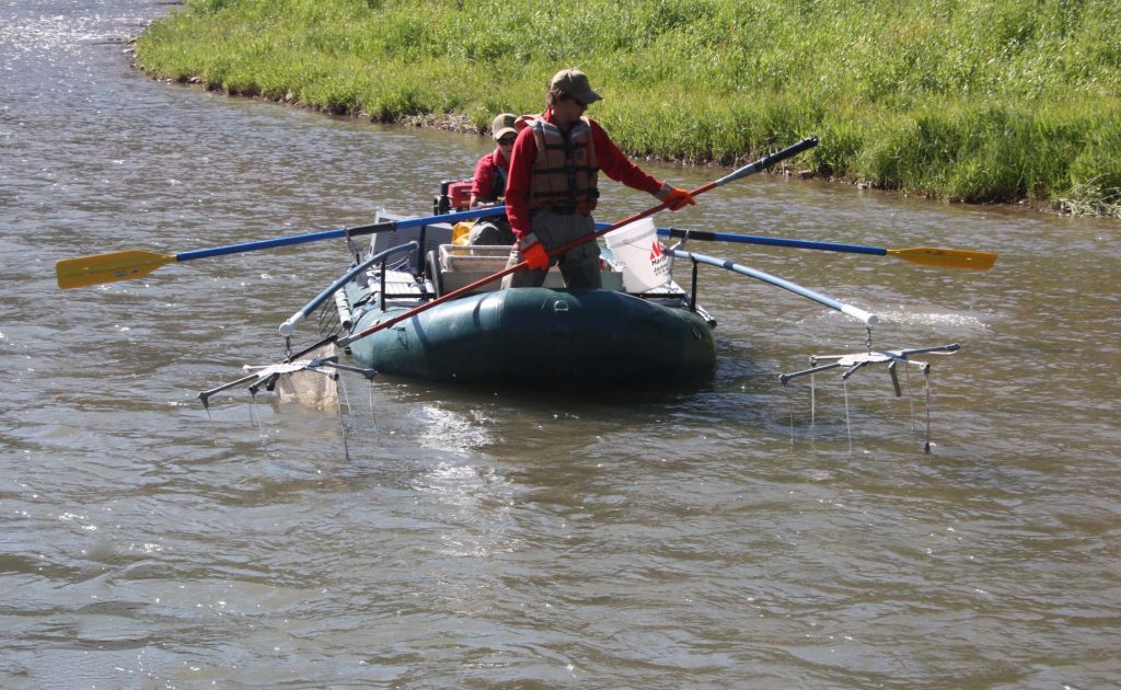 Hoback River whitefish survey conducted near Jackson