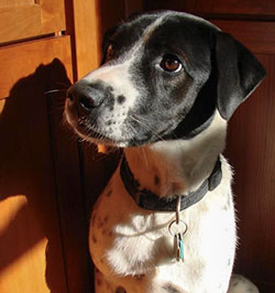 FDA seeks pet owner help on dangerous jerky treats