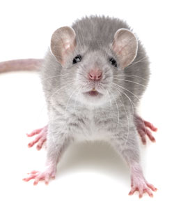 Hantavirus remains a potential health threat