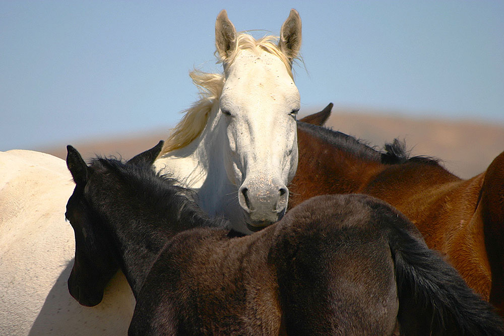 Cloud Foundation: Lawsuit Filed to Halt BLM’s Scheduled Wild Horse Roundup on the Wyoming Checkerboard; BLM responds to inquiry for comment