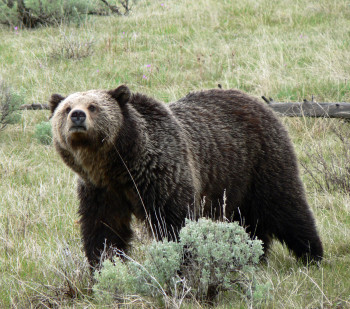 Grizzly bear activity closes Moose-Wilson road