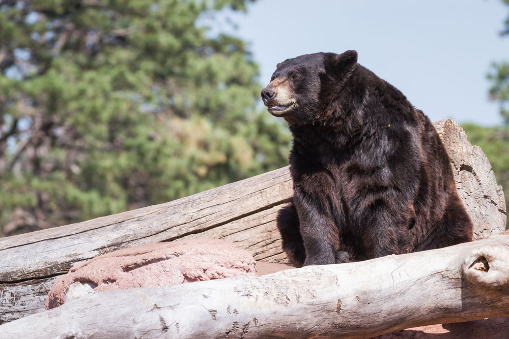 Missing Utah man north of Dubois killed by bear