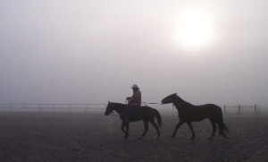 New homes found for wild horses and burros