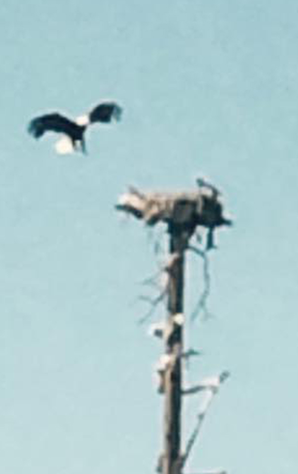 Community Photo: FMC Park Eagle