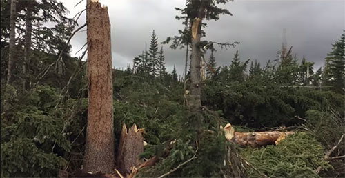 100 MPH Downburst Shatters Trees and Damages Camper Trailers