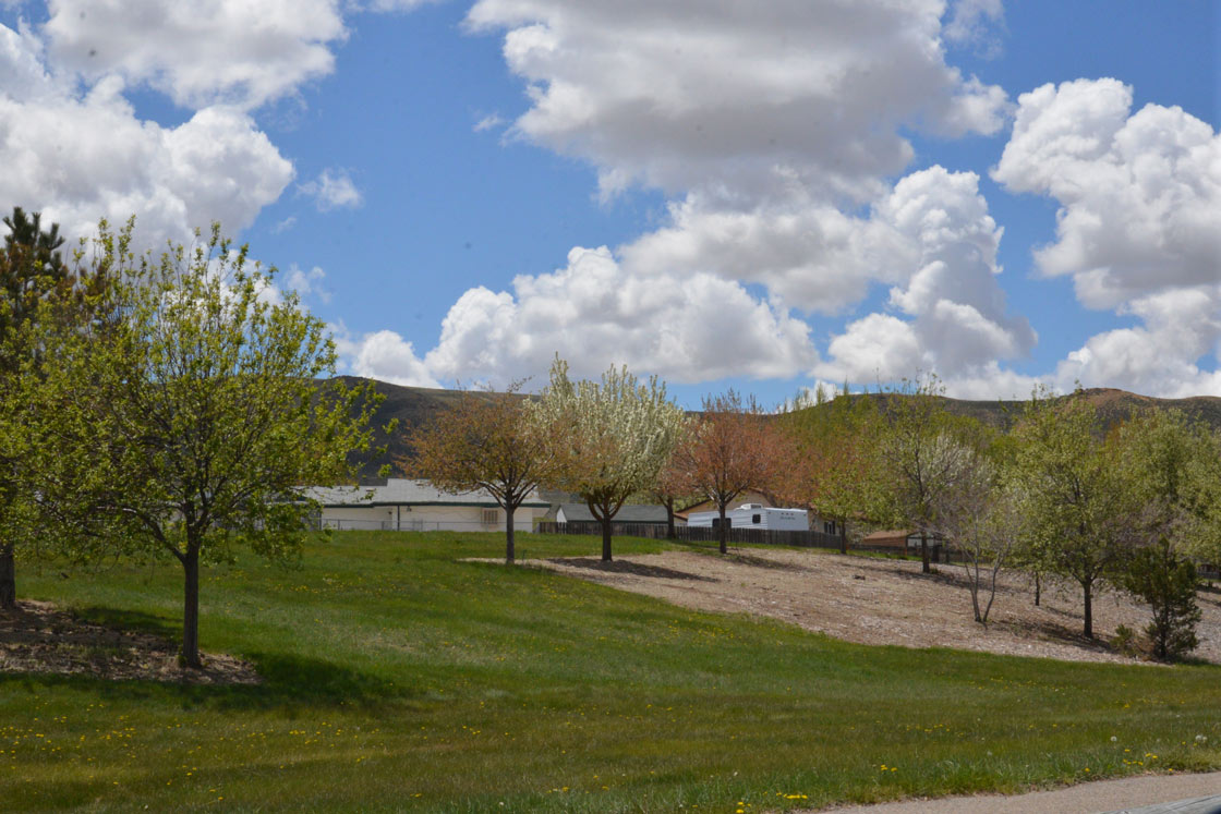 Celebrate Arbor Day at Indian Hills Park