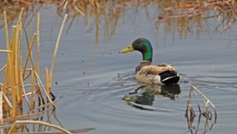 Waterfowl Hunters Be Aware of License, Stamp Requirements