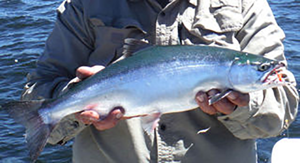 WGFD Hosts Open House Focused on Flaming Gorge Fisheries