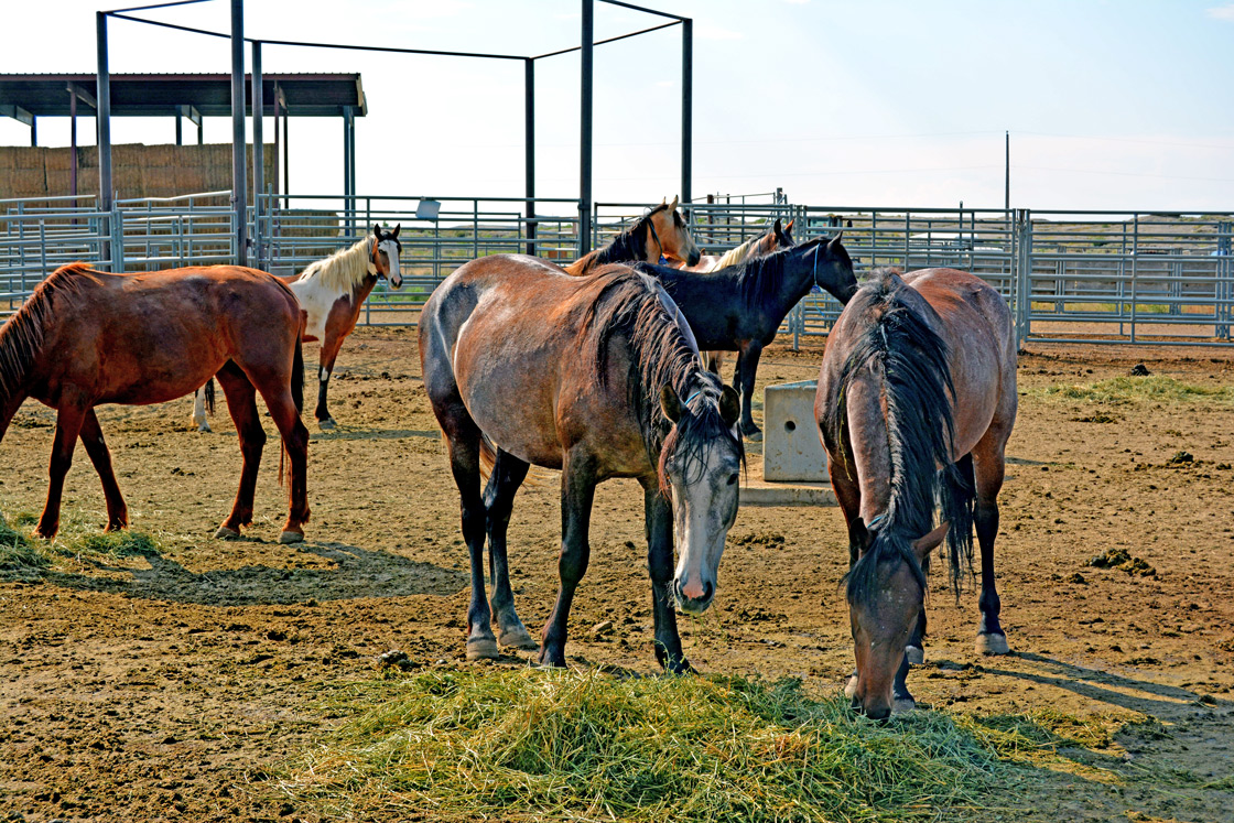 Rock Springs Wild Horse Holding Facility Closed For Upcoming Gather