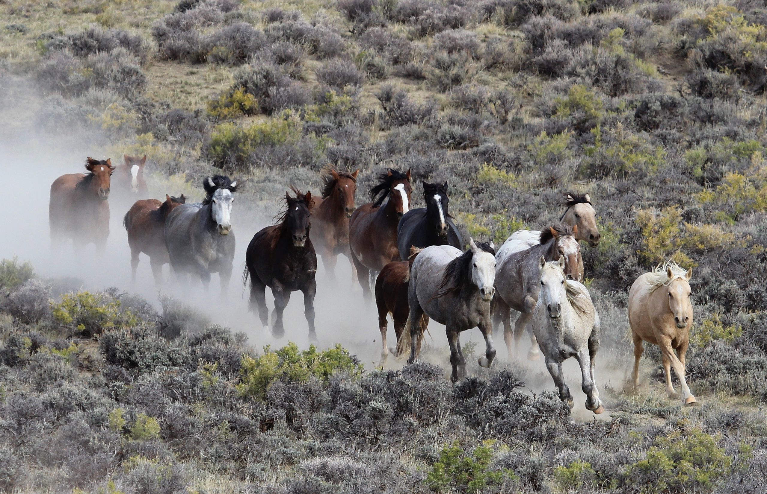 BLM To Begin Rock Springs Wild Horse Gather; Public Welcome To Attend Daily And Observe