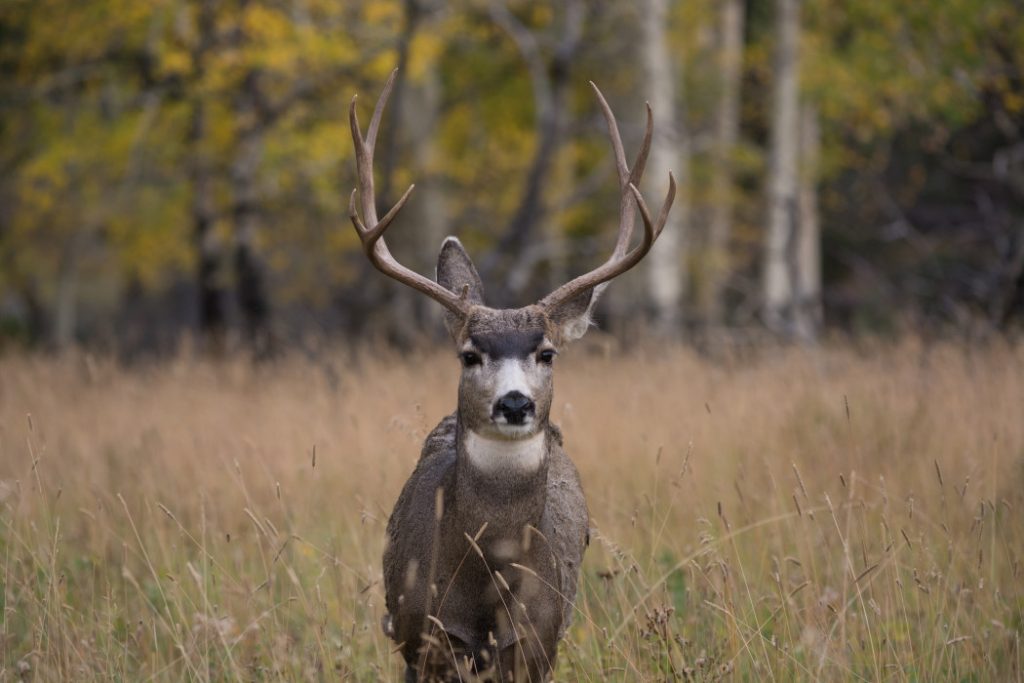 Changes to Some Upcoming Deer Seasons in Western Wyoming