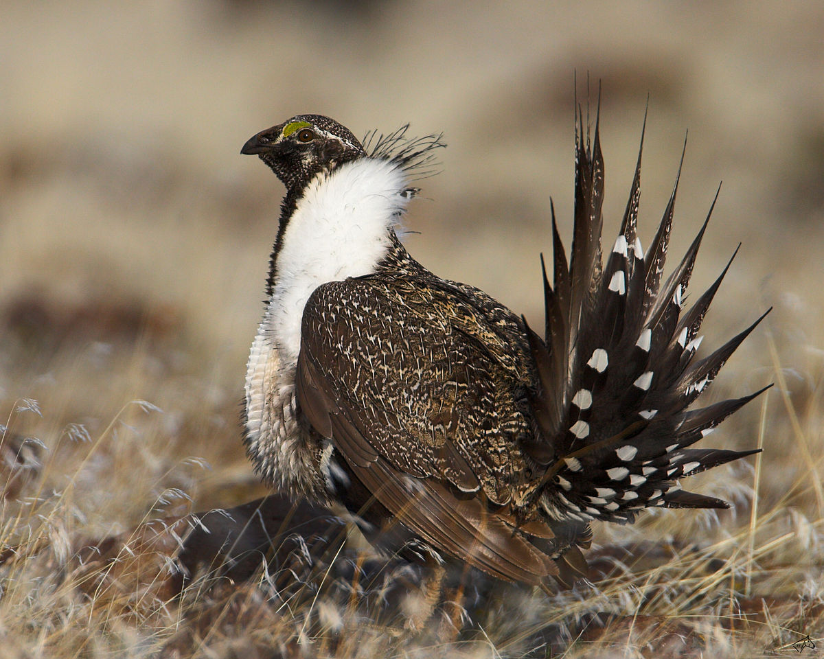 BLM Invites Public To Meeting On Sage-grouse Conservation Plans