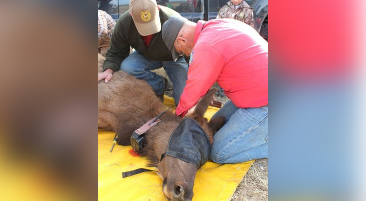 Two Elk Poached on Little Mountain — Did You See Anything?