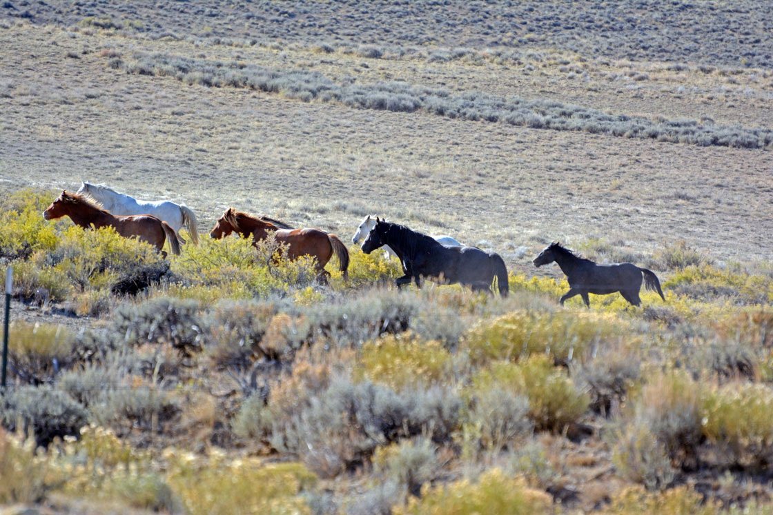 Blm Completes Rock Springs Wild Horse Gather In Adobe Town, Salt Wells Creek And Great Divide Basin