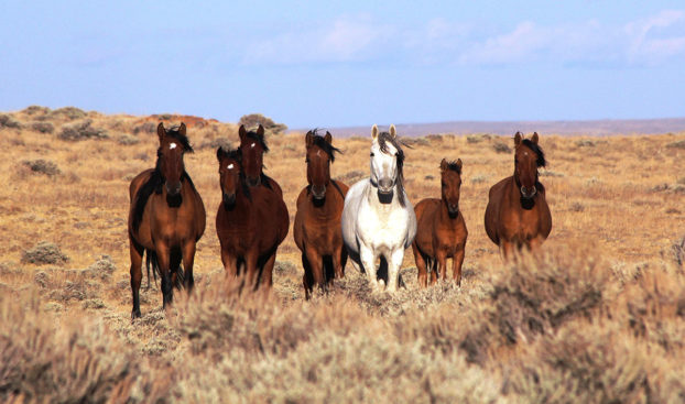 BLM Has Gathered 1,062 Horses & 269 Foals So Far; 12 Deaths