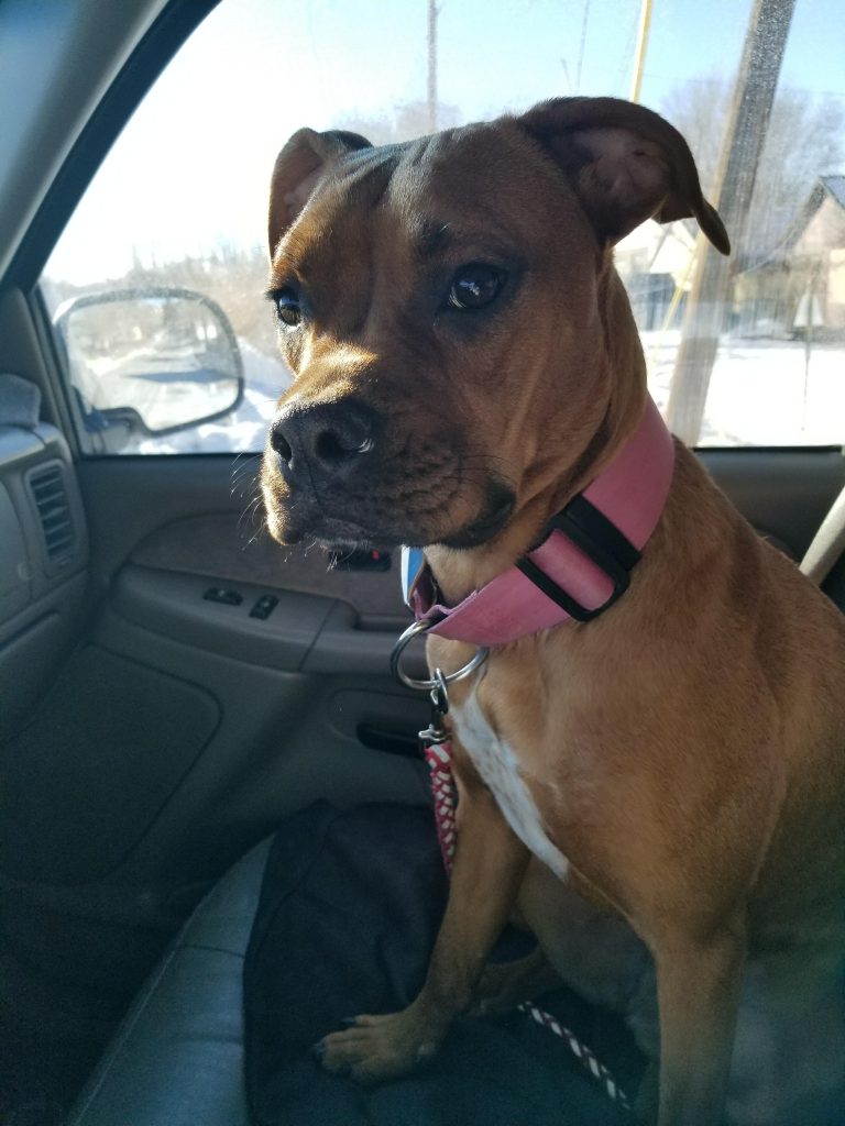 Found Dog Seeking Owner