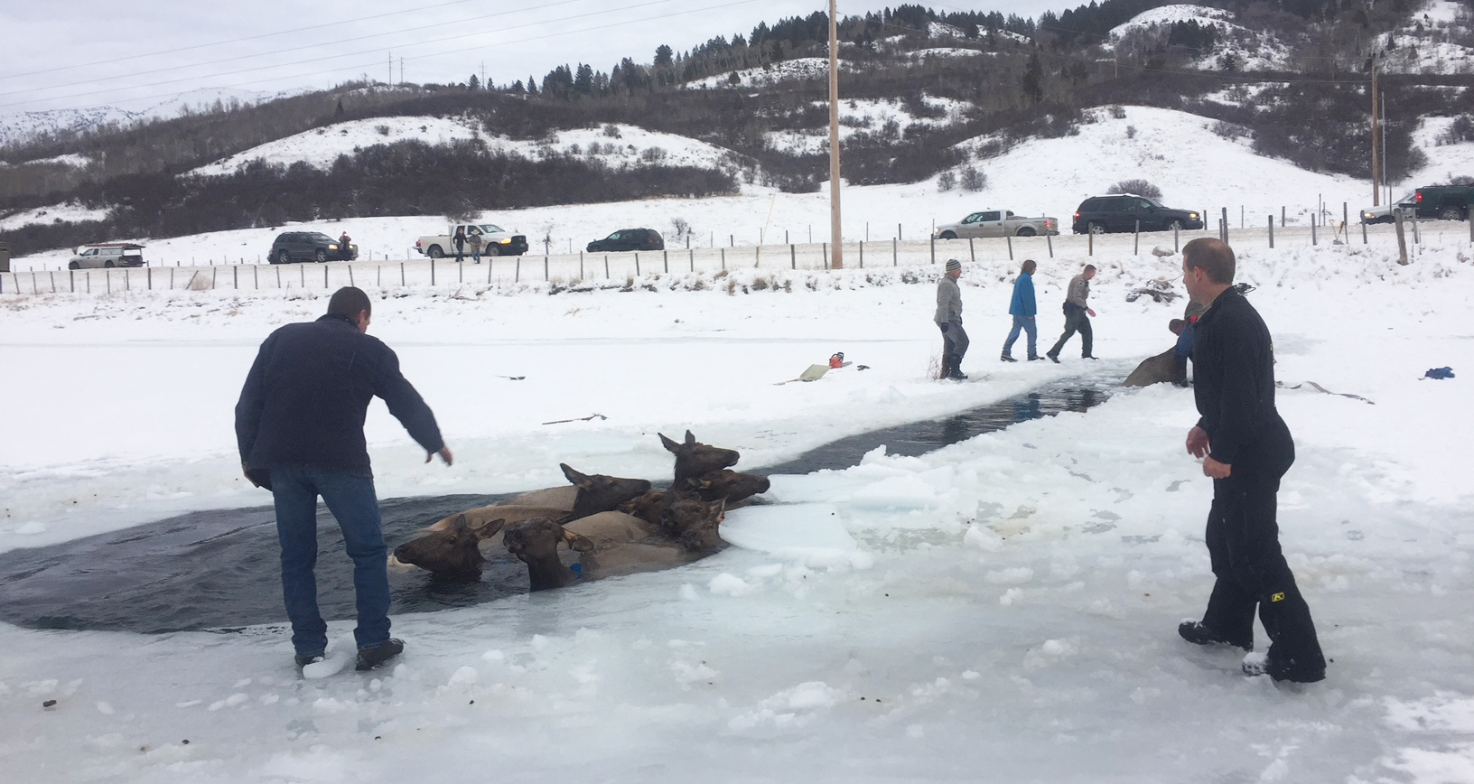 Alpine Residents Rescue Elk From Icy Waters