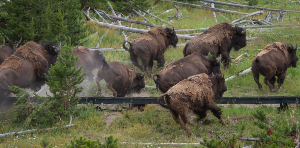 83 Year Old Woman Gored By Yellowstone Bison