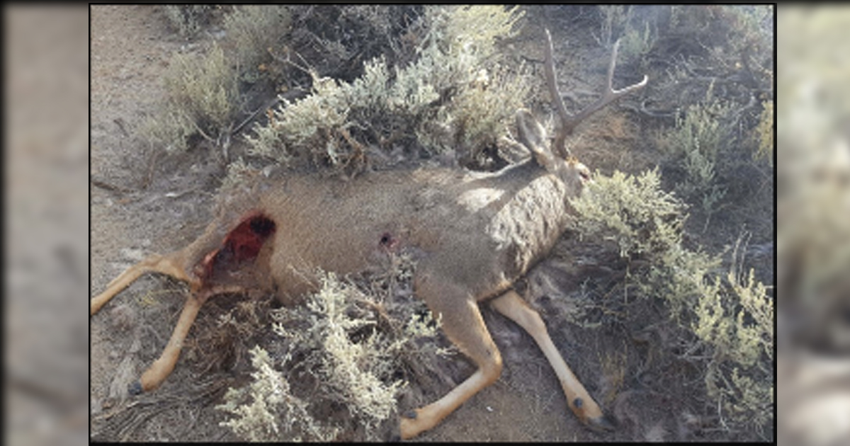 Two Dead Bucks on Winter Range; Info Sought on Poaching