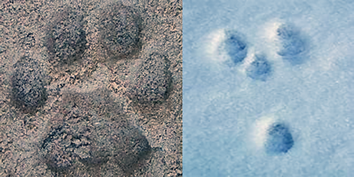 WG&F Newsletter Discusses Green River Mountain Lion Sightings