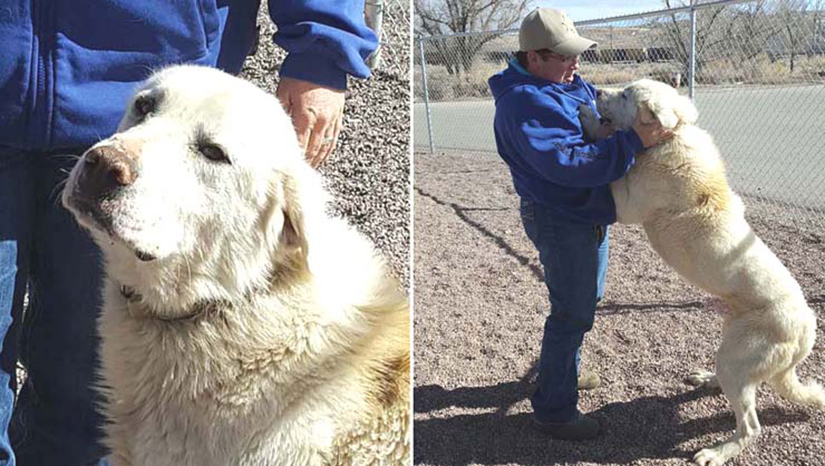 SWCSO Issues Working Sheepdog Advisory
