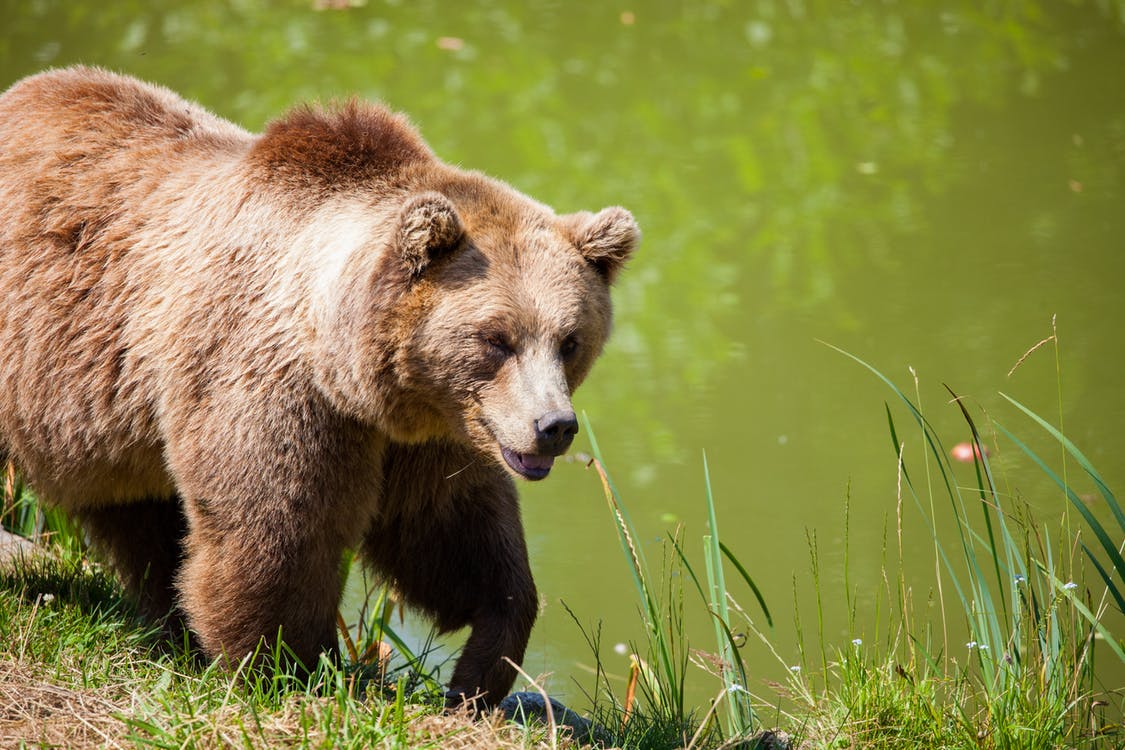 After Public Comment, WGF Reports Support for Grizzly Hunts