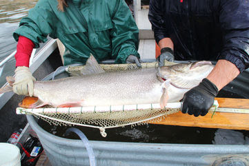 Southwest Wyoming Fisheries Discussed At Open Houses With Game And Fish Department