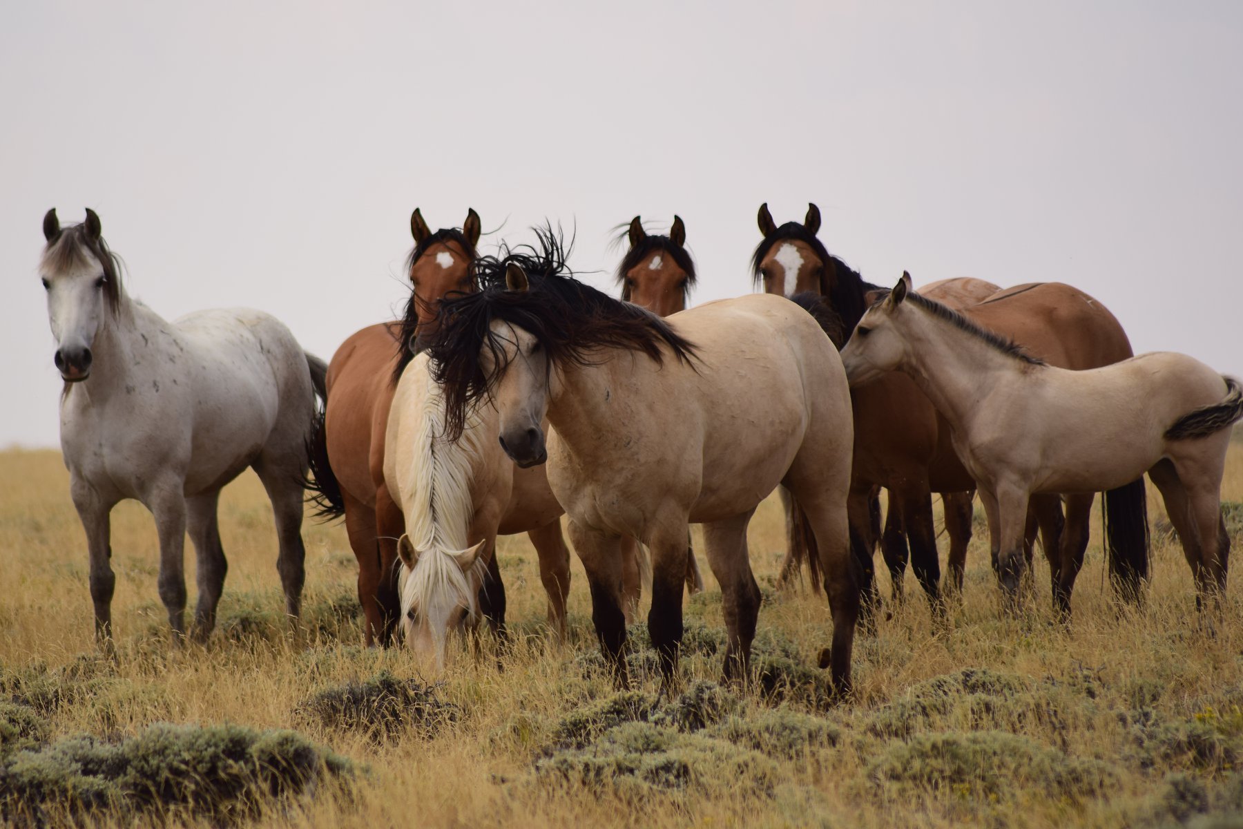 Reward Offered for Info on Wild Horses Killed in the Red Desert