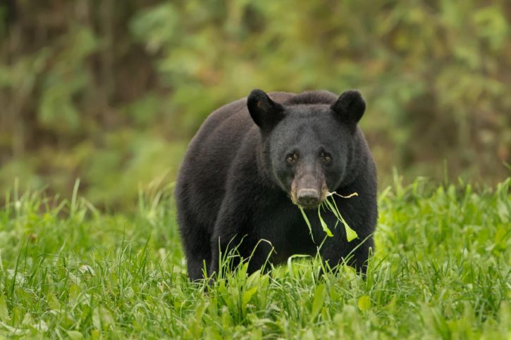 Black Bear Trapped at Sheridan County Campground Euthanized