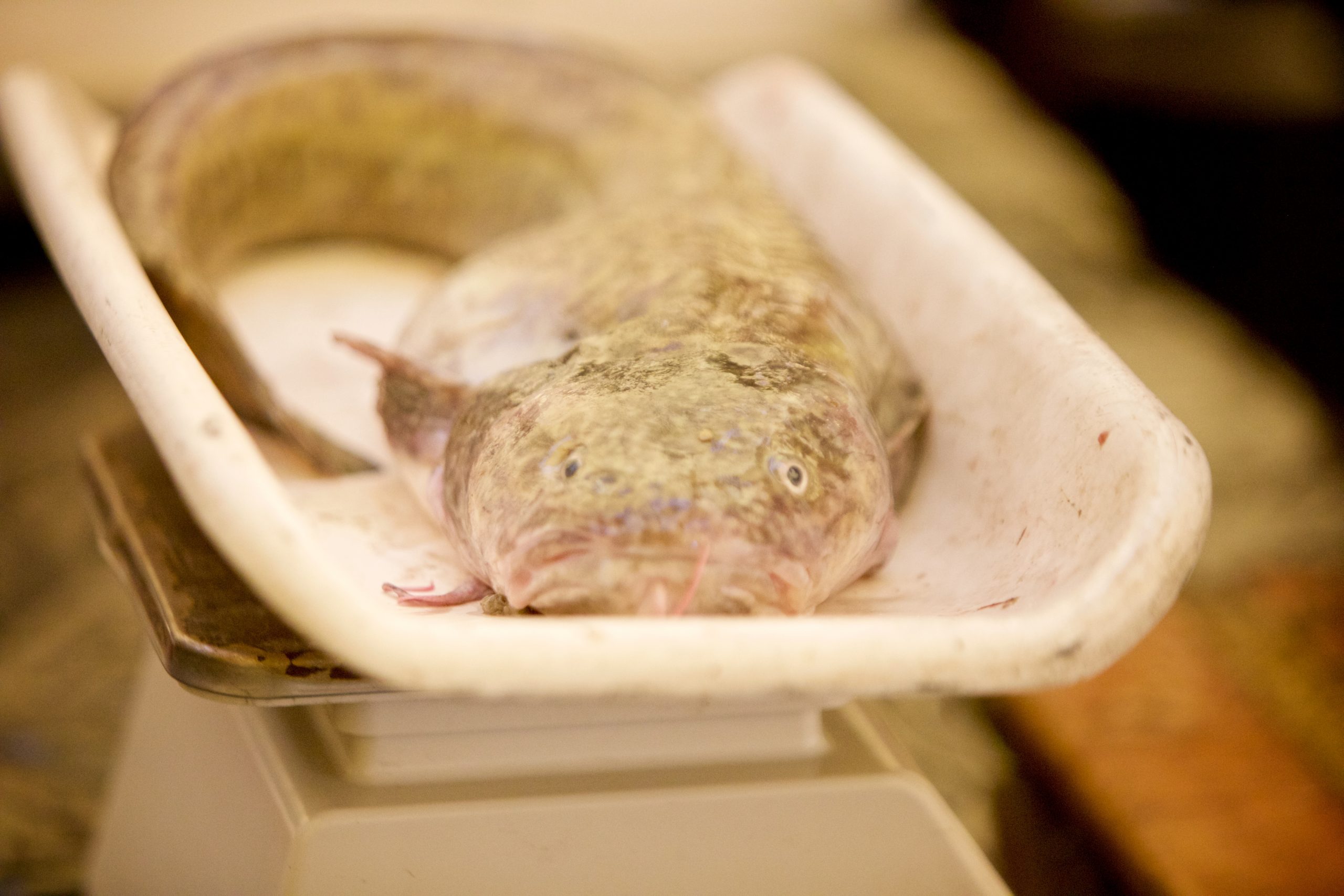 Invasive But Tasty: Ice Fishing Derby Hooks 1100 lbs of Burbot
