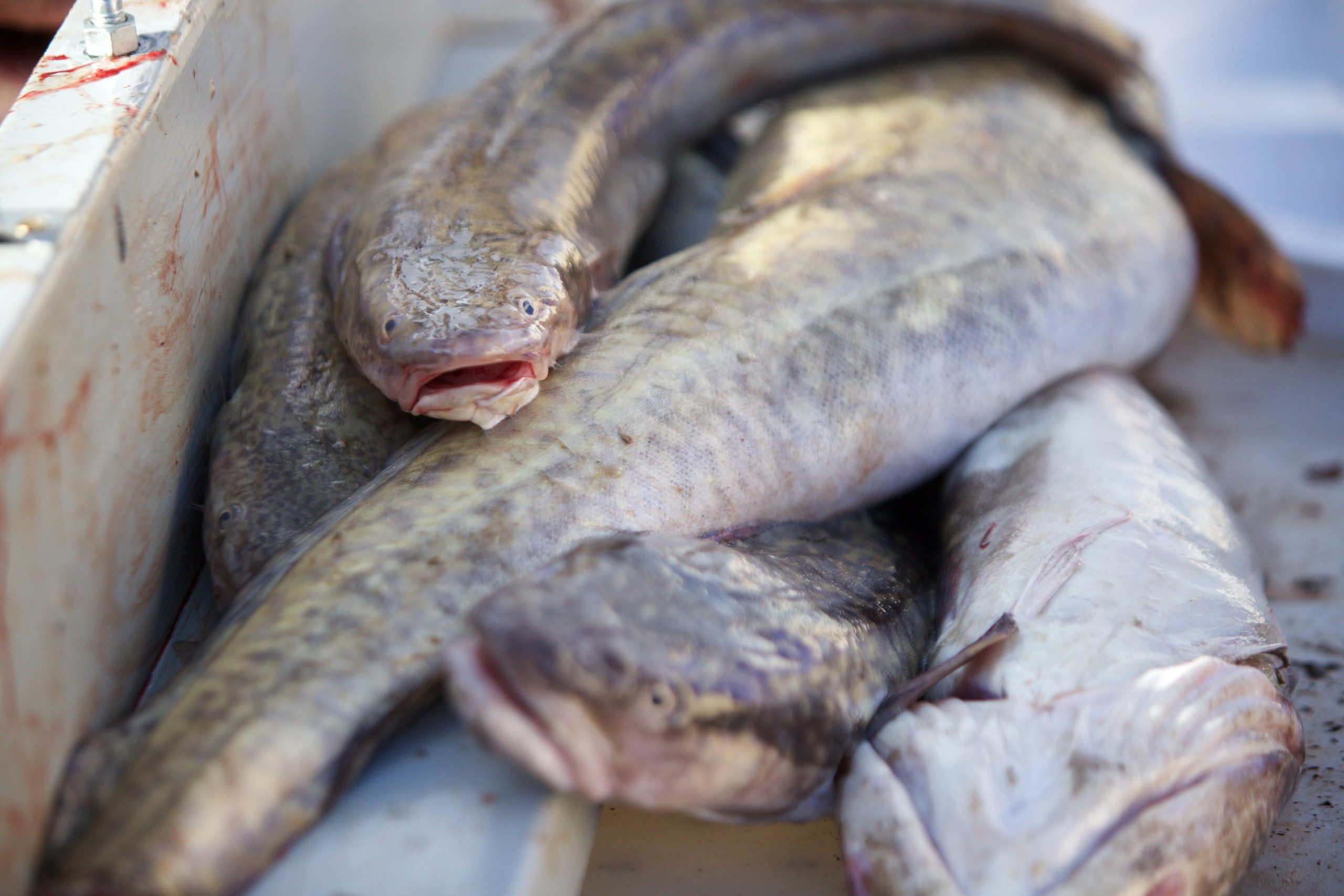 Warm Weather Means No Ding-The-Ling in La Barge