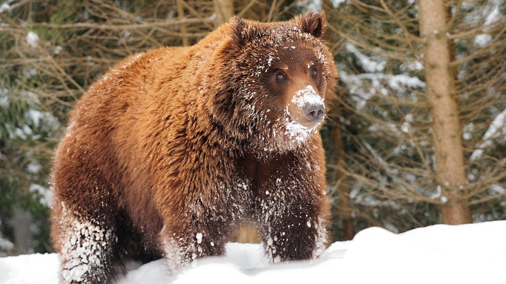 Grizzly Hunting and Management Regulations Move Forward