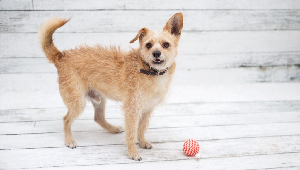 Adorable & Adoptable: Pets of the Week