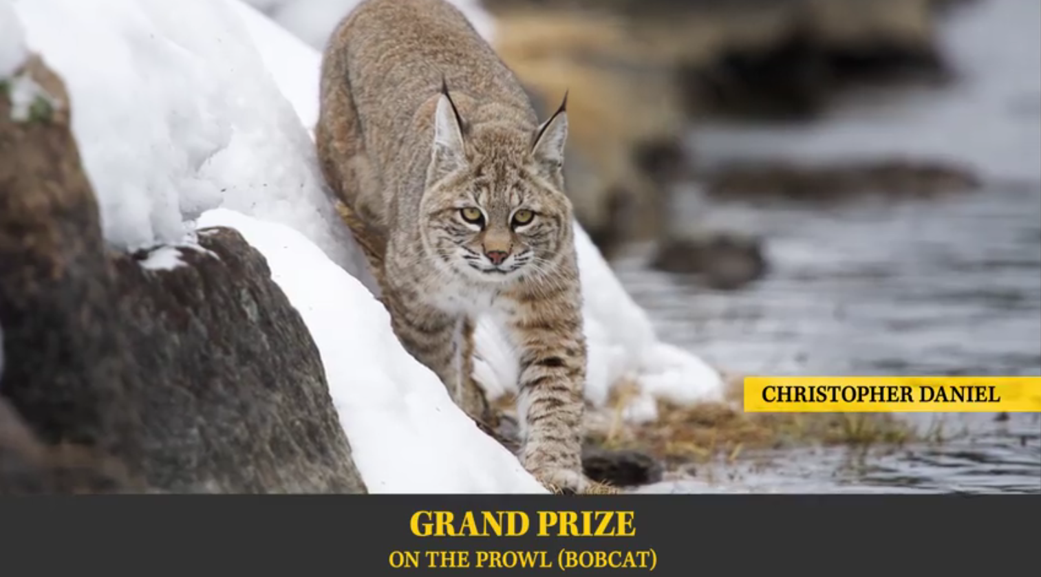 Stunning Photos Featured in Wyoming Wildlife Slideshow [VIDEO]