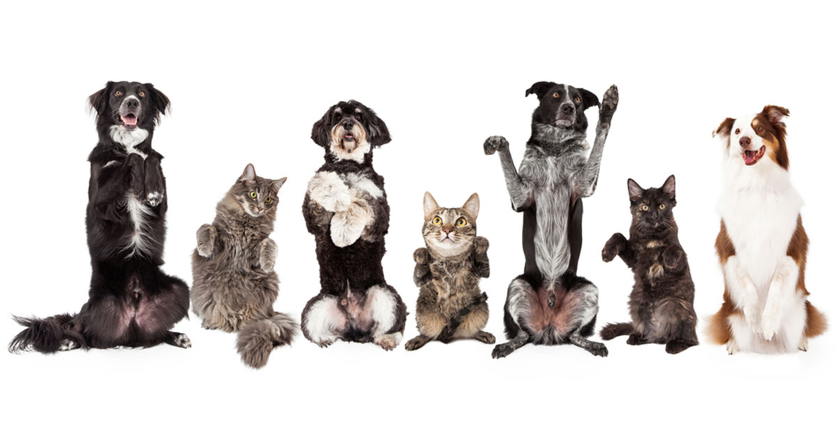 Discount Spay & Neuter Clinic is May 25-26