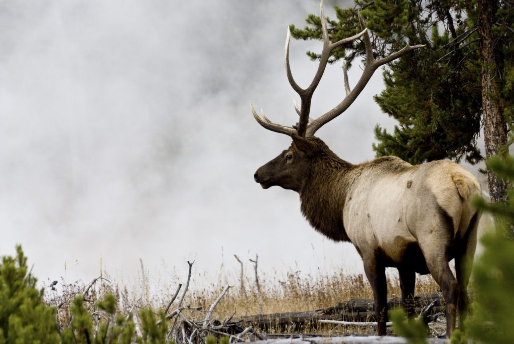Hunters Urged to Submit Blood Samples from Elk for Brucellosis Research