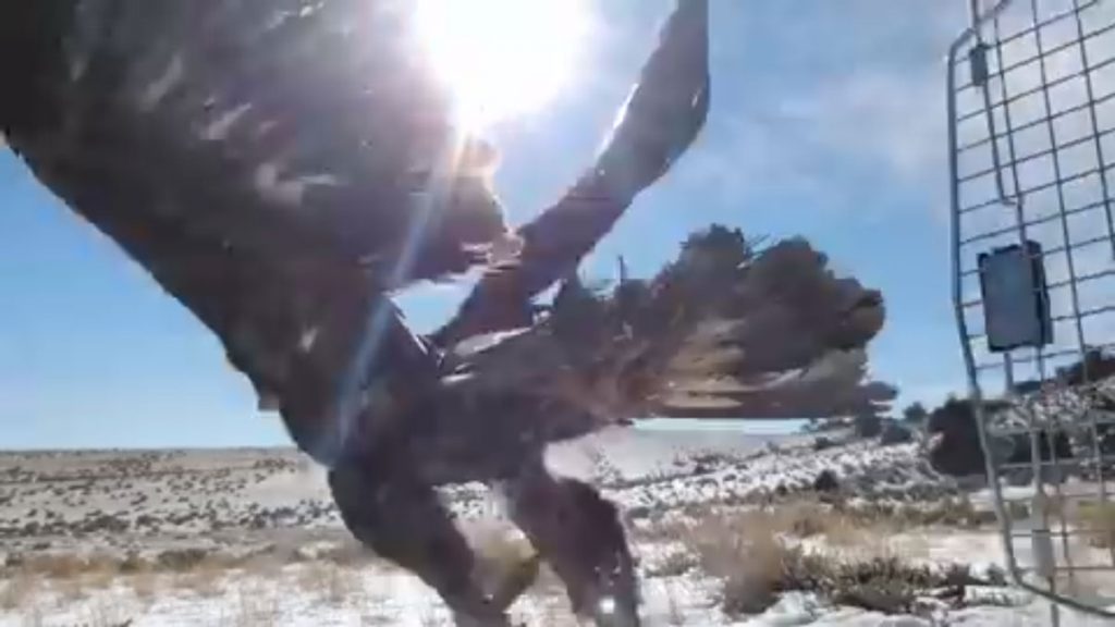 Eagle Released After Covered in Icicles