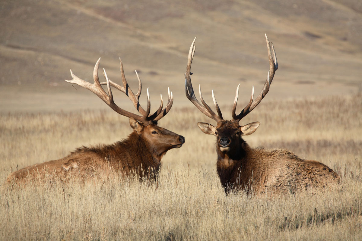 Rock Springs Man Convicted of Poaching Bull Elk and Mountain Lion