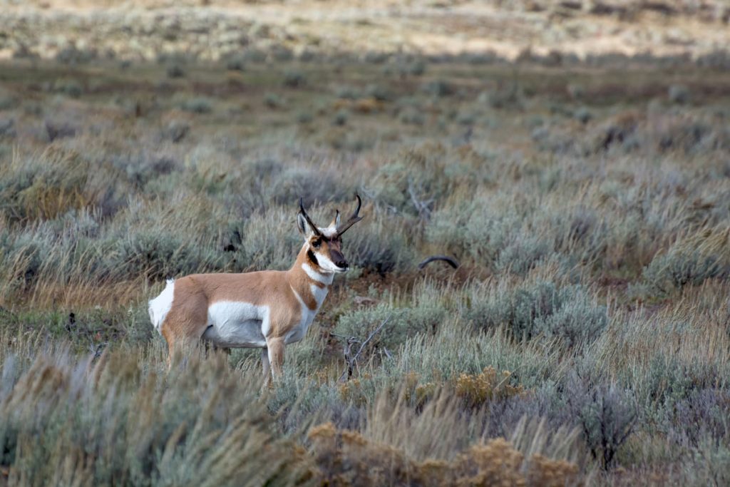 Pronghorn Fawn Production Low in Green River Region