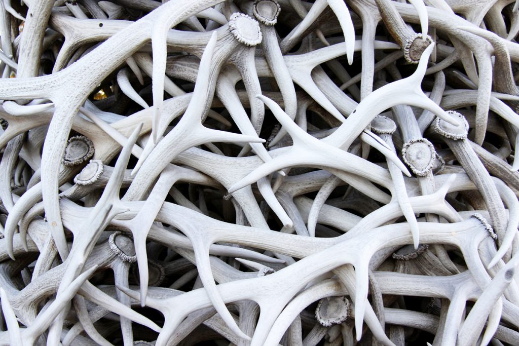 Shed Antler Hunters Reminded of Permitting by Game And Fish Officials