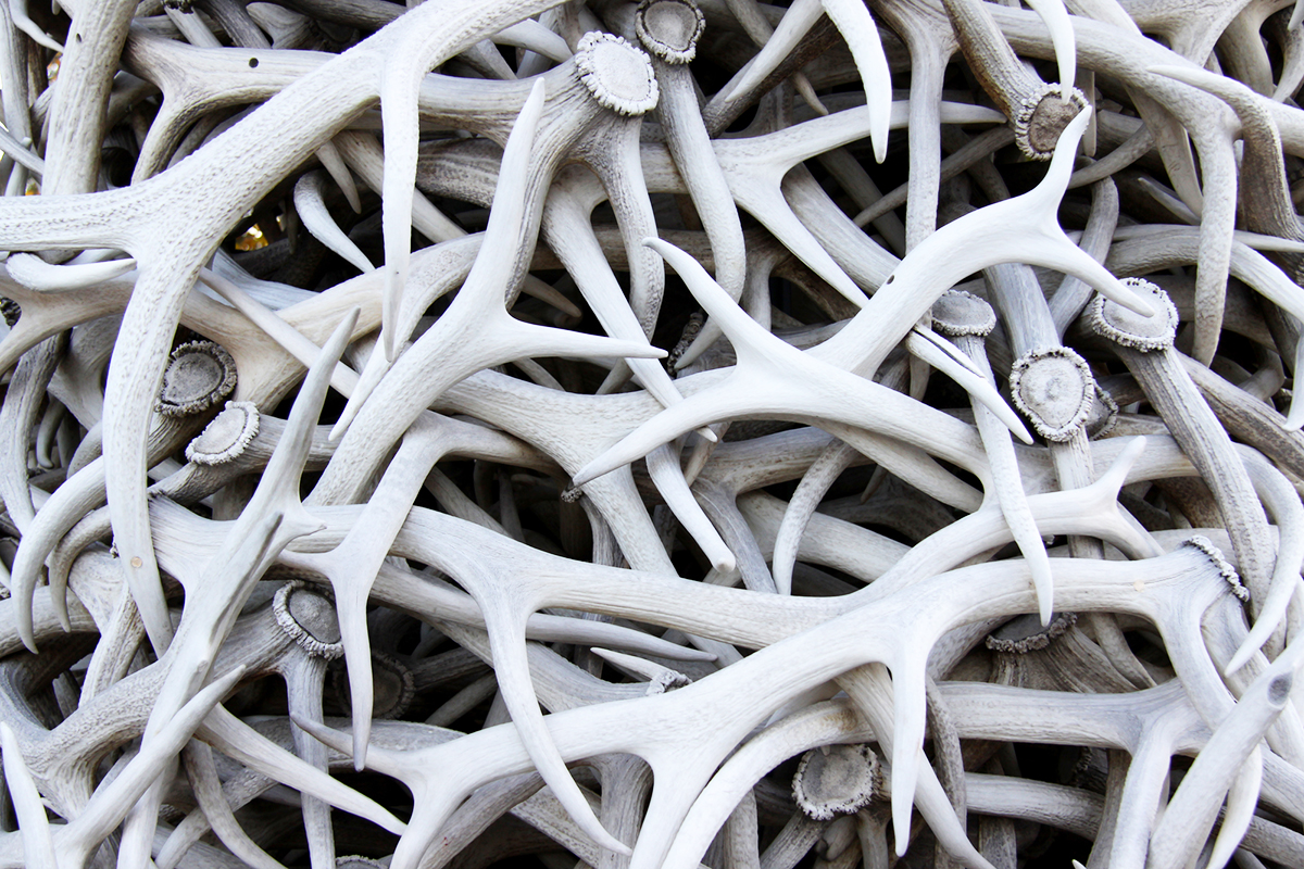 Shed Antler Hunters Reminded of Permitting by Game And Fish Officials