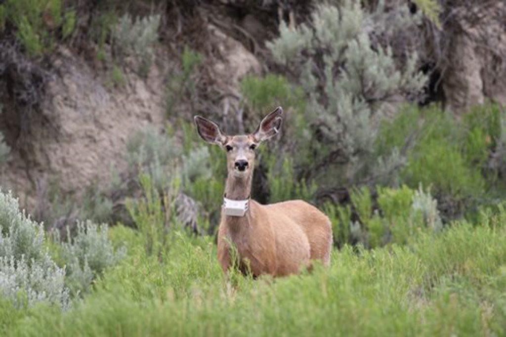Chronic Wasting Disease Impacting Future Of Wyoming’s Deer Population