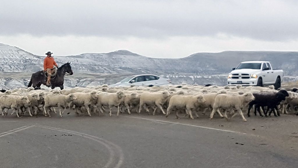 5,000 Sheep Herded Across I-80