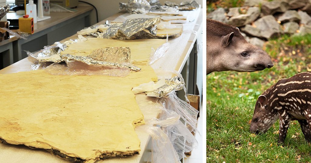 Rare Ancient Tapir Fossil Discovered Near Kemmerer