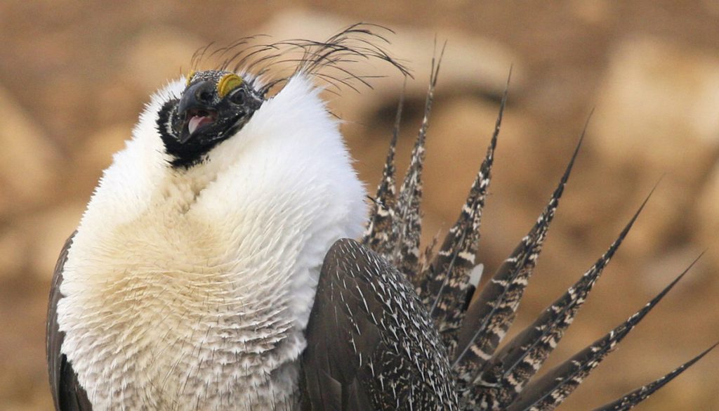 Spring is a Good Time to go Lek Viewing