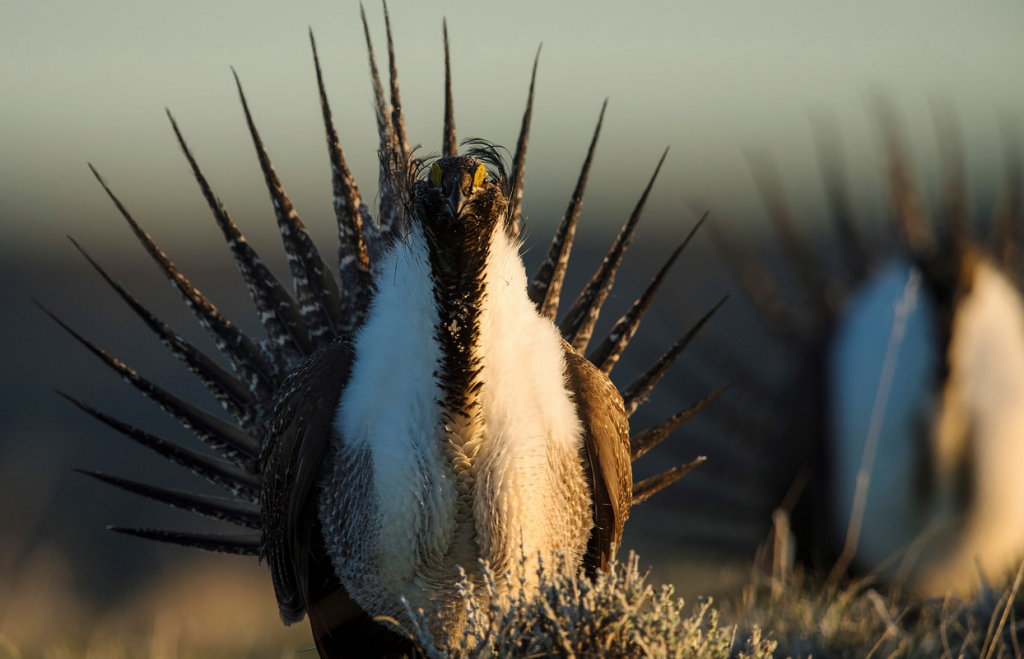 UW Researchers Study How Well Greater Sage Grouse Habitat Protects Other Species