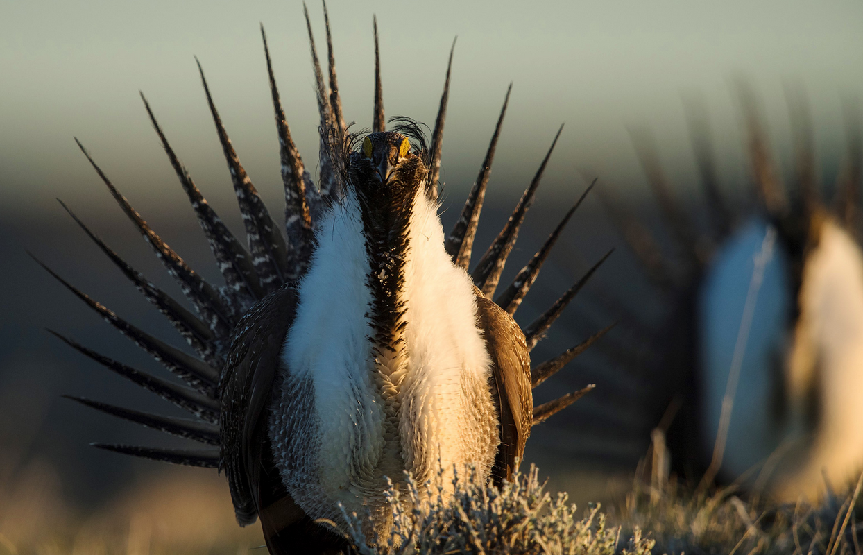 $2.81 Million in Sagebrush Conservation Grants Includes Projects in Wyoming
