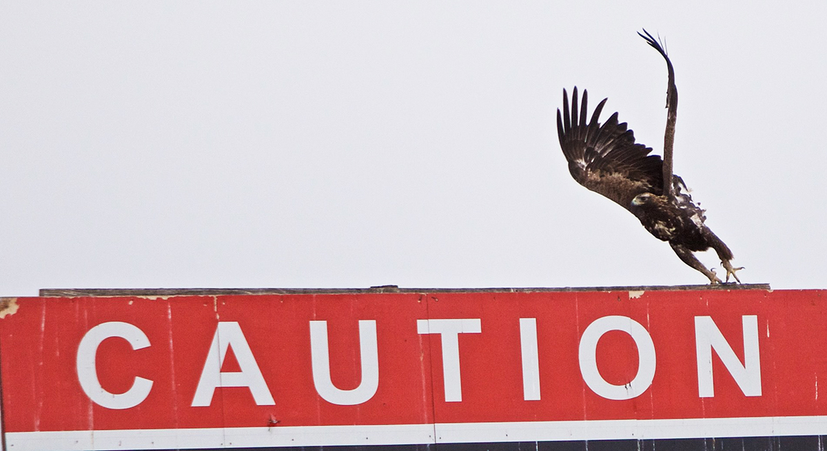 Join BLM Rawlins for a Raptor Identification Class and Migratory Bird Walk