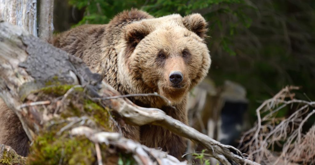 Game and Fish to Release Updated Regulations for Grizzly Bear Hunting After Hearing Public Comments