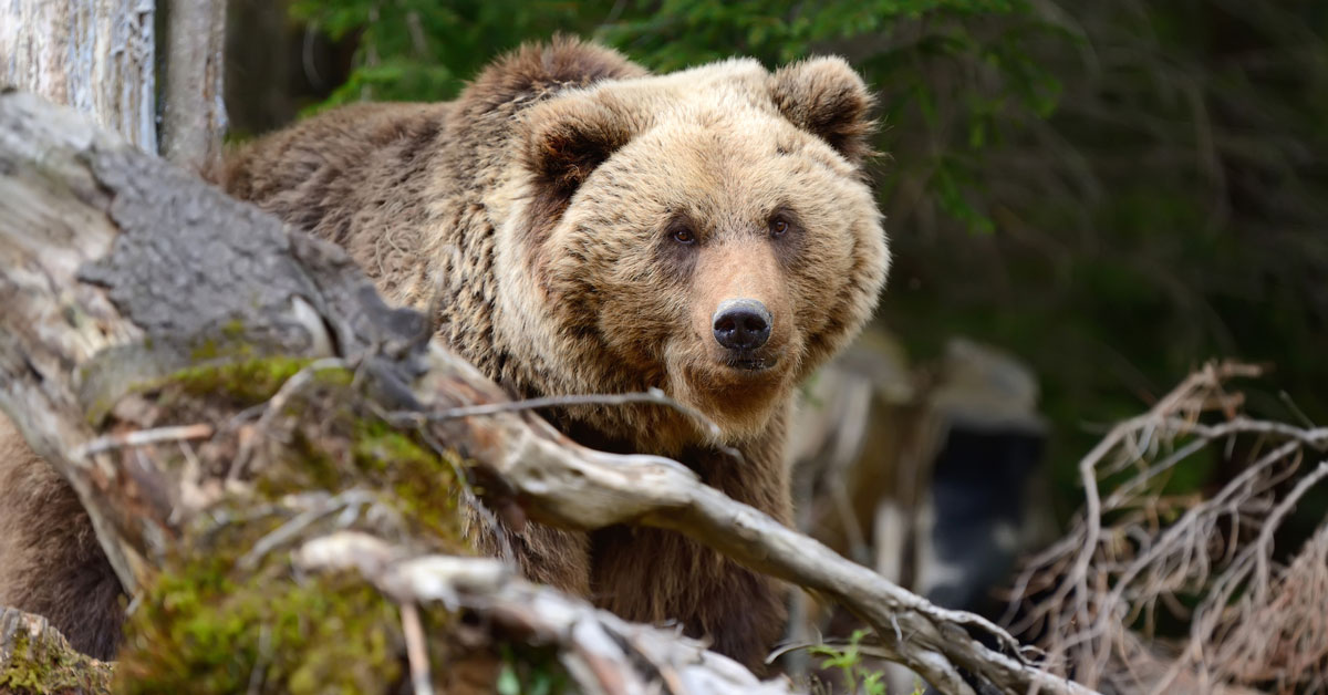 Grizzly Bear Hunting Draw Results Announced Today